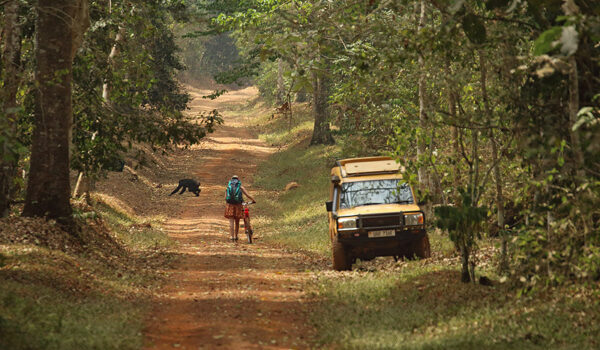 Kibale Forest Chimpanzee Permits – Chimpanzee Tours In Uganda.