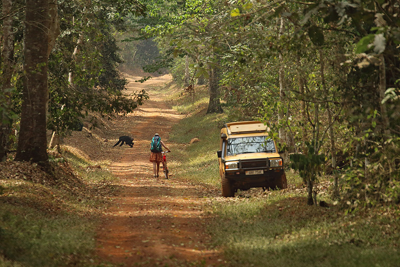 Kibale Forest Chimpanzee Permits – Chimpanzee Tours In Uganda.