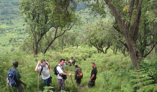 Gorilla Walking Tours And Safaris – Bwindi Impenetrable National Park – Mgahinga Gorilla National Park.