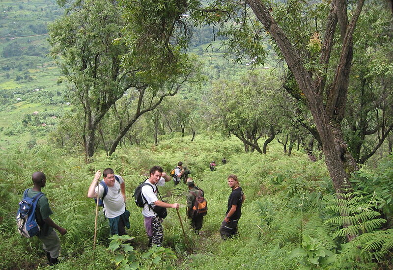 Gorilla Walking Tours And Safaris – Bwindi Impenetrable National Park – Mgahinga Gorilla National Park.