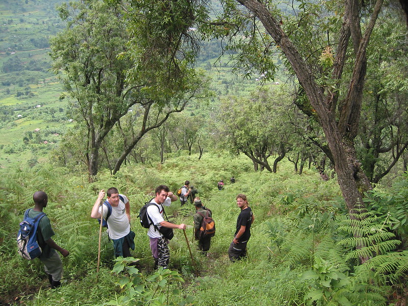 Gorilla walking tours and safaris – Bwindi Impenetrable National Park – Mgahinga Gorilla National park.