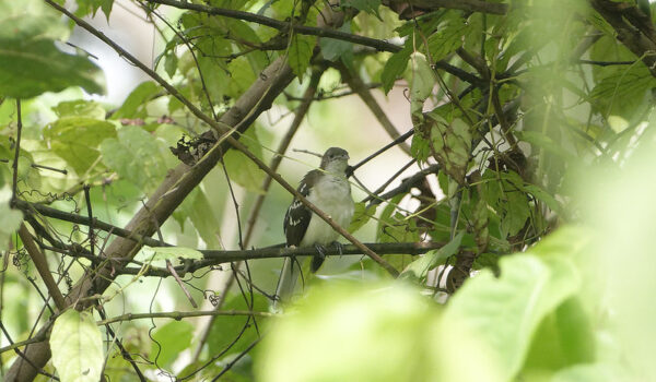 Royal Mile Budongo Forest, Busingiro Uganda – Murchison Falls National Park.