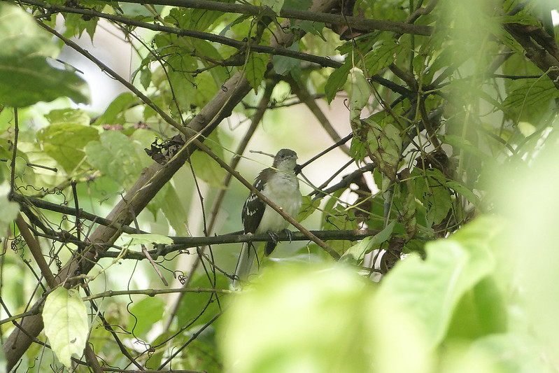 Royal Mile Budongo Forest, Busingiro Uganda – Murchison Falls National Park.