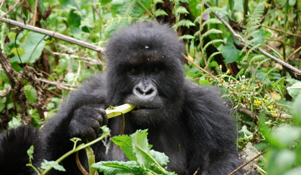 Short Mountain Gorilla Tours