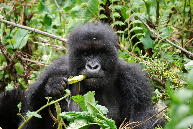 Short Mountain Gorilla Tours