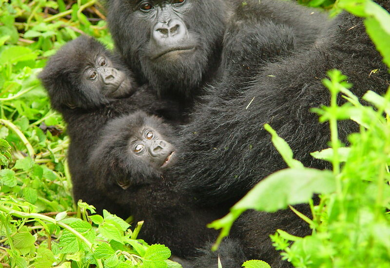 Africa Gorilla Safari Company.