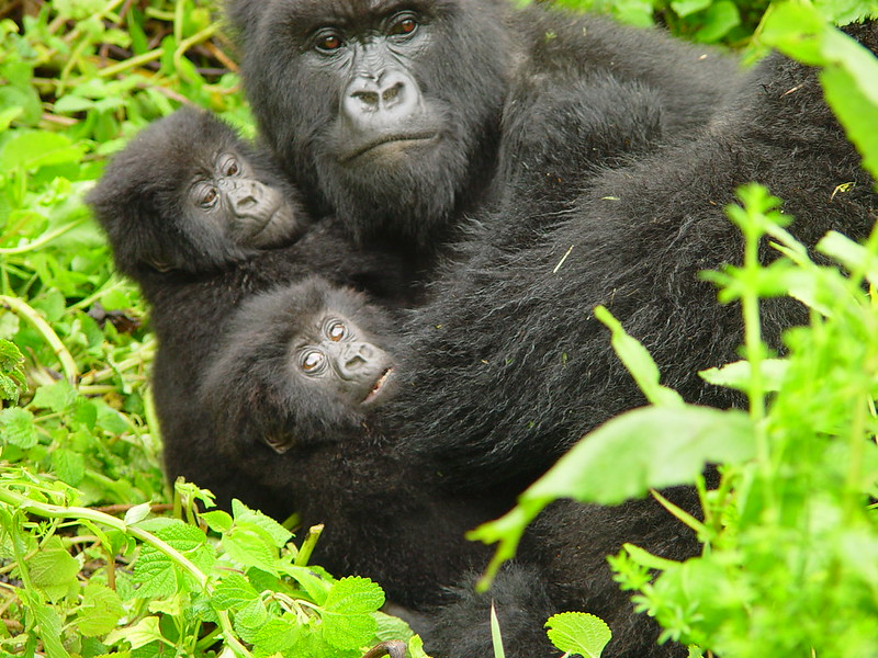 Africa Gorilla Safari Company.