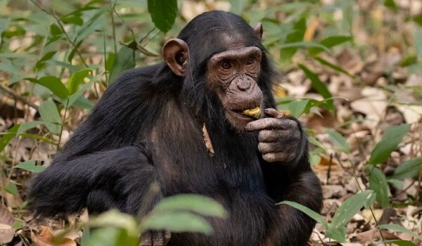 Nyungwe Forest Chimpanzee Tracking In Rwanda.