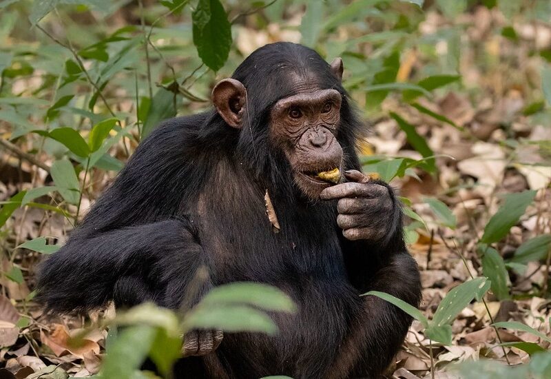 Nyungwe Forest Chimpanzee Tracking In Rwanda.