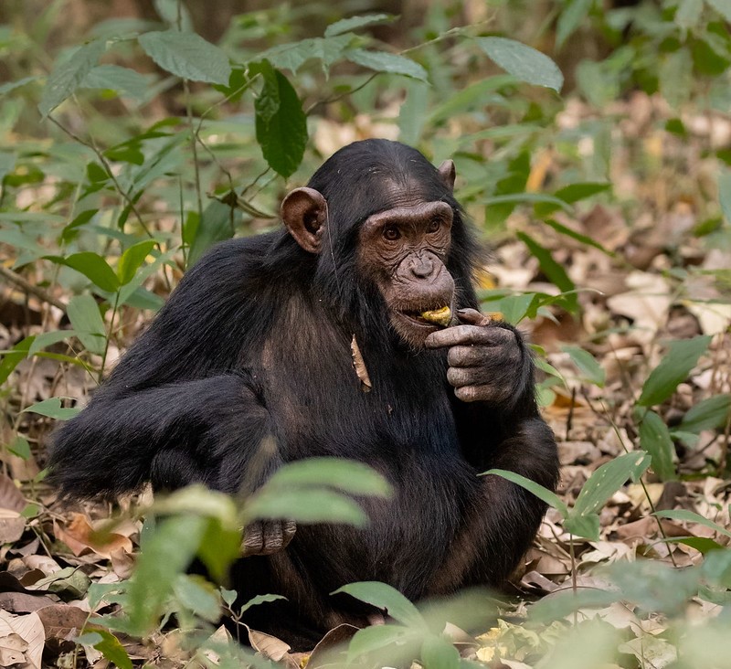 Nyungwe Forest Chimpanzee tracking in Rwanda.