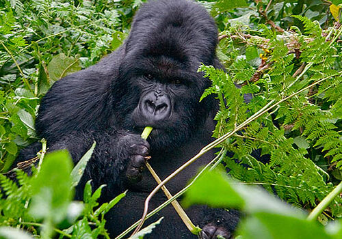 Best Time For Gorilla Trekking In Uganda.