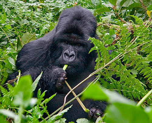 Best Time For Gorilla Trekking In Uganda.