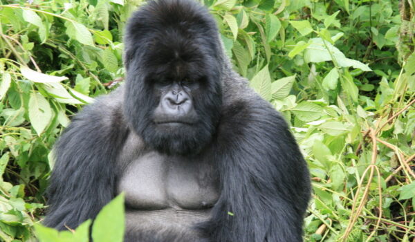 Gorilla Trekking Tours In Uganda.