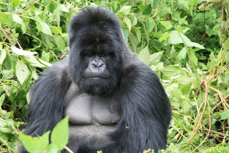 Uganda Gorilla Families.