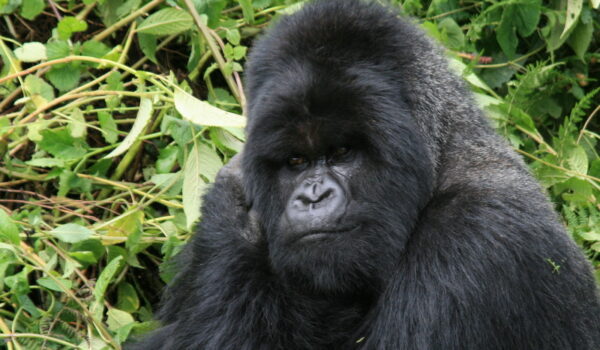 Gorilla Tours And Safaris, Experience.