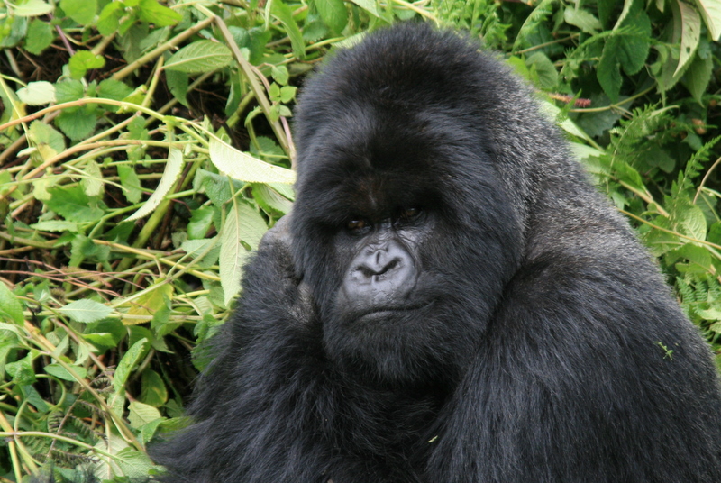 Gorilla Tours And Safaris, Experience.