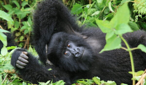 Best Time Of The Year For Gorilla Trekking Uganda.