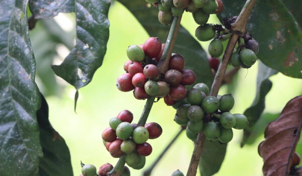 Coffee Tours Around Sipi Falls.