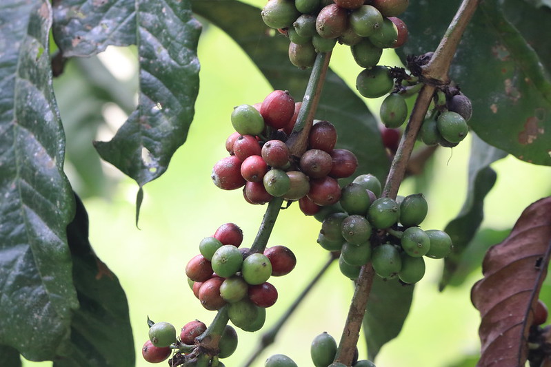 Coffee Tours Around Sipi Falls.