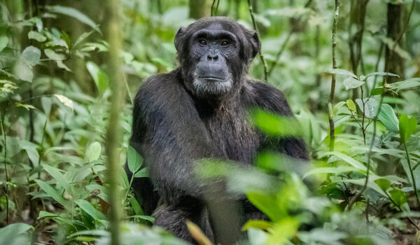 Kibale Forest Chimpanzee Tracking – Gorilla Trekking Tours In Uganda.