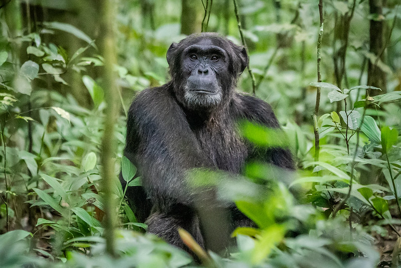 Kibale Forest Chimpanzee Tracking – Gorilla Trekking Tours In Uganda.