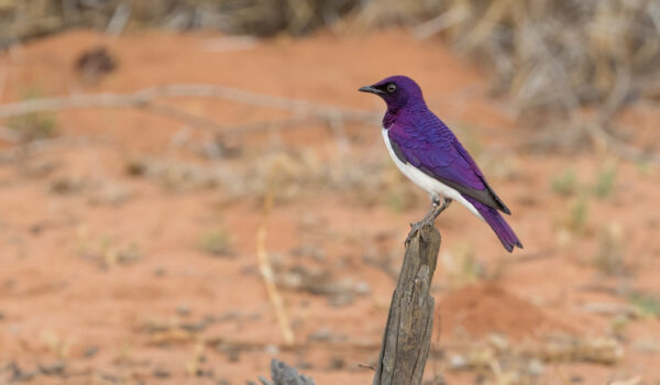 Visit Bwabwata National Park Namibia – Wildlife Safaris Tours.