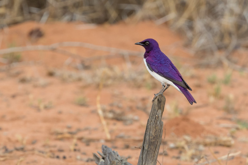 Visit Bwabwata National Park Namibia – Wildlife Safaris Tours.