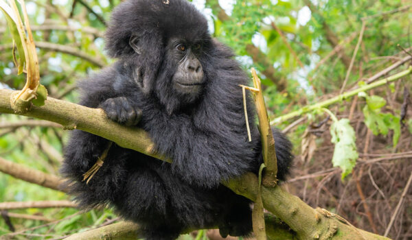 Mountain Gorillas Habitat.