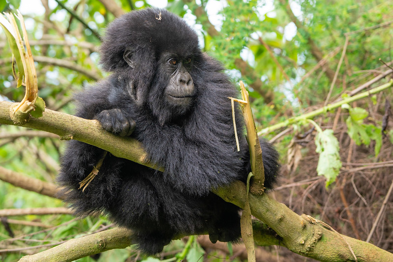 Mountain Gorillas Habitat.