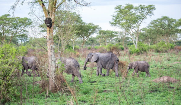 HOW TO GET TO KABWOYA WILDLIFE RESERVE.