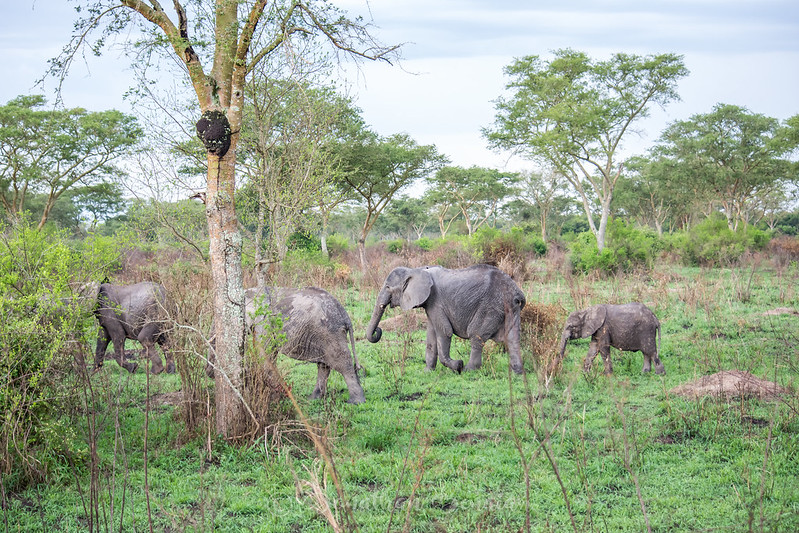 HOW TO GET TO KABWOYA WILDLIFE RESERVE.