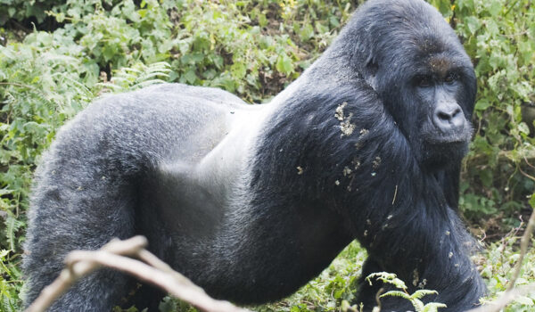 Gorilla Trekking Uganda From Kigali.