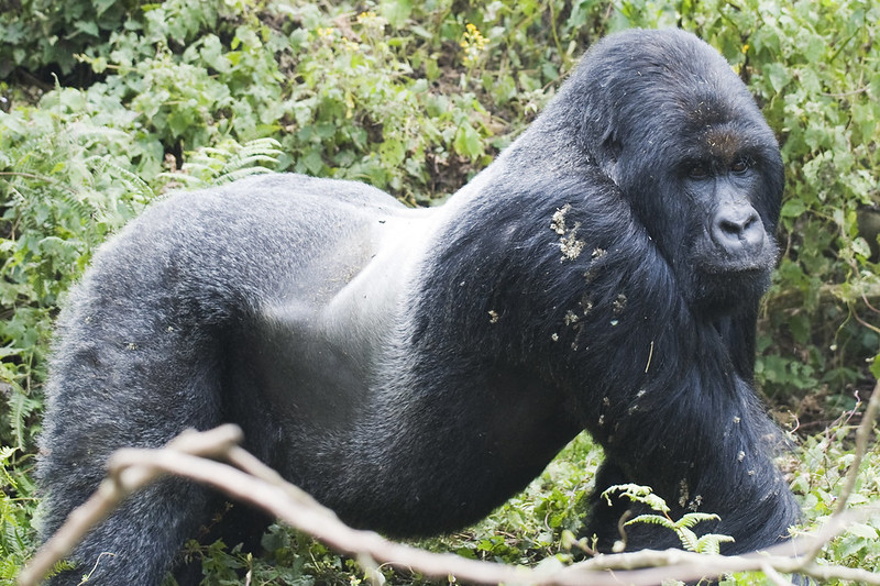 Gorilla Trekking Uganda From Kigali.