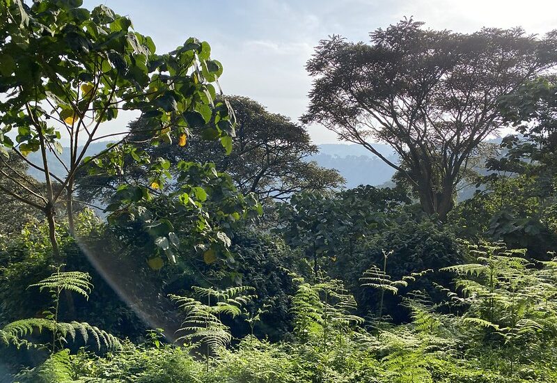 Ruhija Sector Of Bwindi.