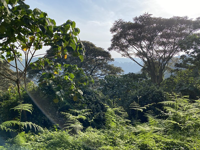 Ruhija Sector of Bwindi.