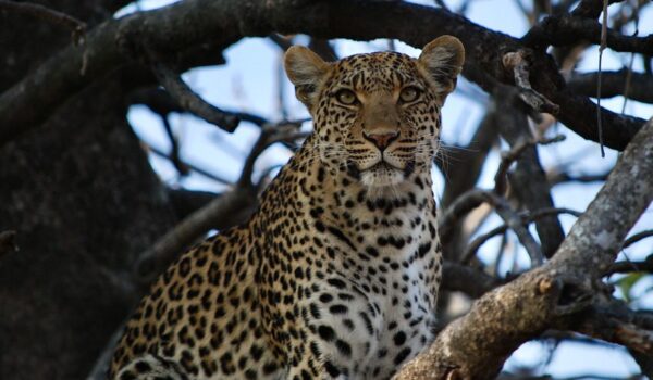 Chobe National Park Botswana