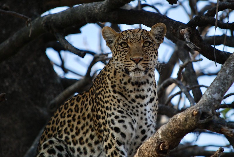 Chobe National Park Botswana