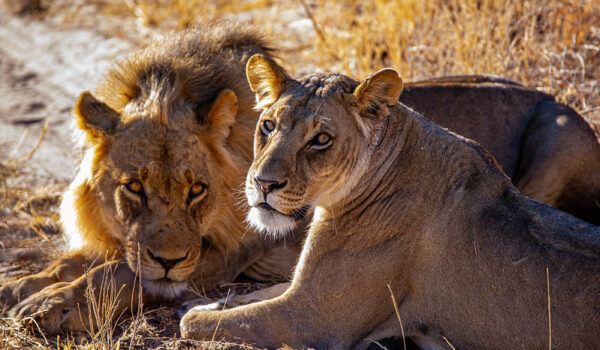 Central Kalahari Game Reserve Botswana.