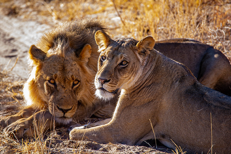 Central Kalahari Game Reserve Botswana.