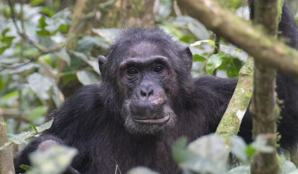 Uganda Chimpanzee Trekking – Chimpanzee Trekking Safaris In Kibale Forest National Park – Budget Safaris To See Chimpanzees In Uganda – Chimpanzee Trekking Permits Booking.