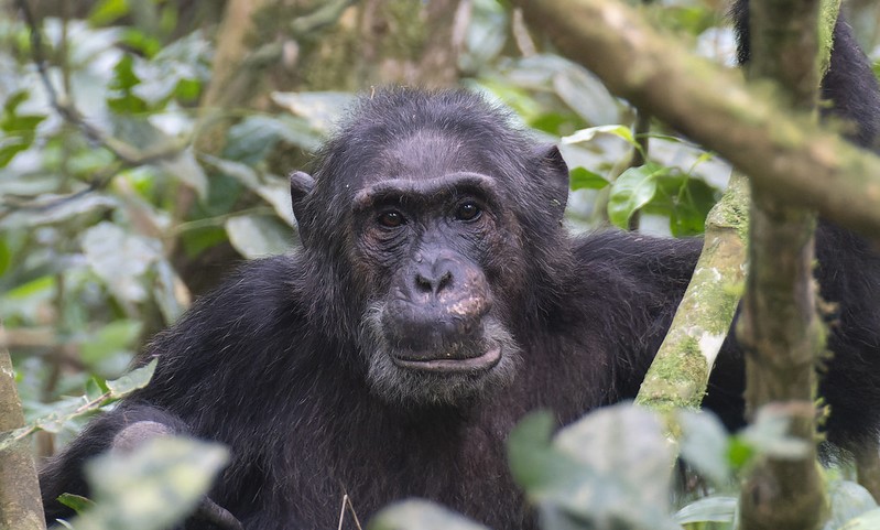 Uganda Chimpanzee Trekking – Chimpanzee Trekking Safaris In Kibale Forest National Park – Budget Safaris To See Chimpanzees In Uganda – Chimpanzee Trekking Permits Booking.