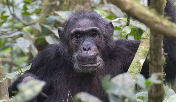 Chimpanzee Trekking Price Increase.