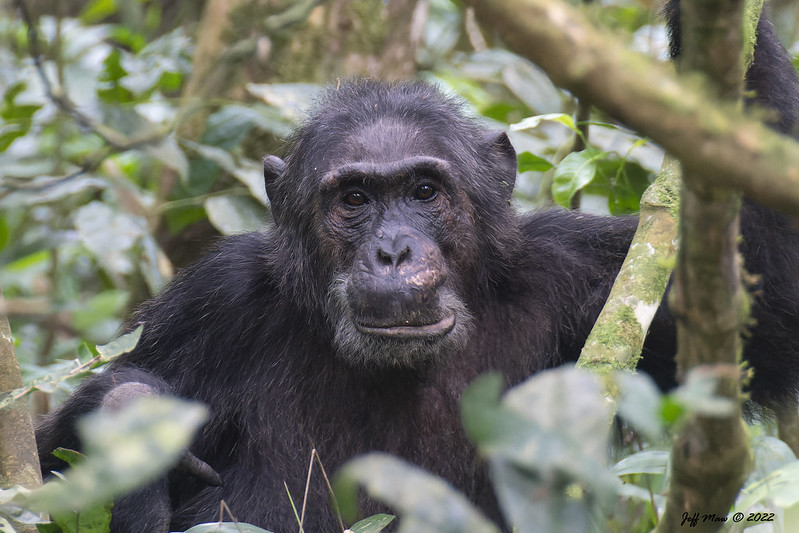 Chimpanzee Trekking Price Increase.