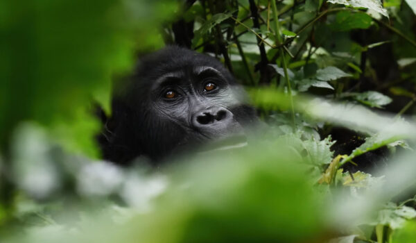 Fly In Safaris To Bwindi Impenetrable National Park.