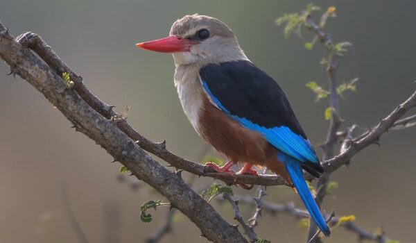 Birding Trips In Budongo Forest – Murchison Falls National Park Uganda.