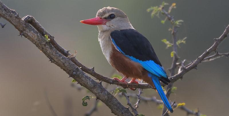 Birding Trips In Budongo Forest – Murchison Falls National Park Uganda.