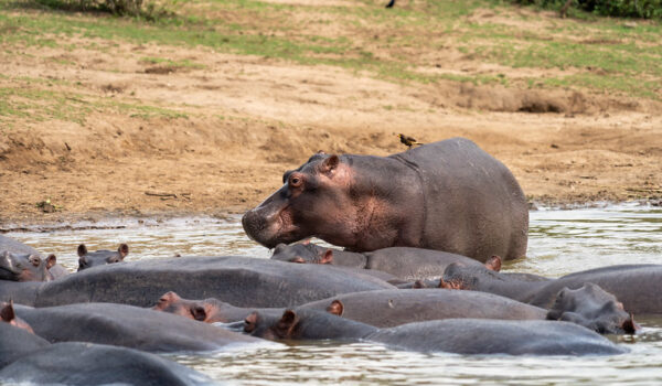 How To Get To Queen Elizabeth National Park – Things To Do In Queen Elizabeth National Park.