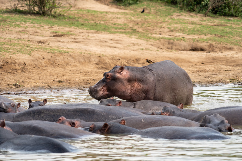 How To Get To Queen Elizabeth National Park – Things To Do In Queen Elizabeth National Park.