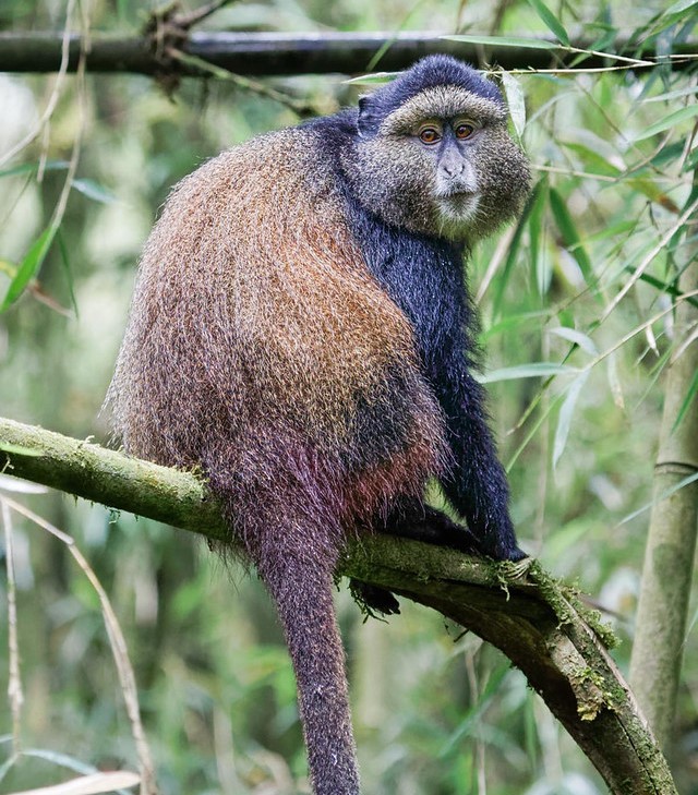 Volcanoes National Park Rwanda Africa