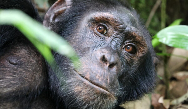 Chimpanzee Trekking Versus Gorilla Trekking – Chimpanzee And Gorilla Trekking Safaris.